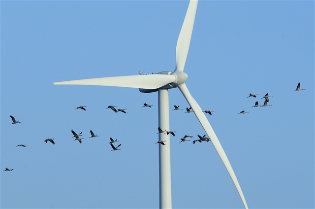 Several cranes are flying past a wind turbine.