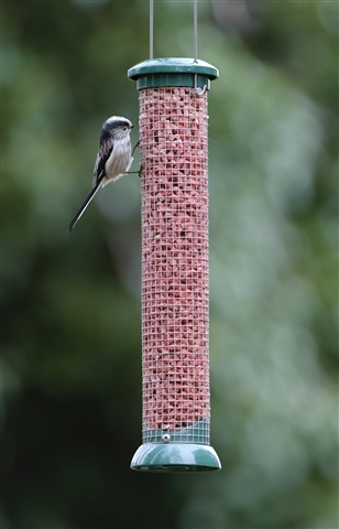 A Long-tailed Tit is perched on the side of a bird feeder filled with mealworms. The bird has a white front, black back, a white face with a black stripe and long tail.