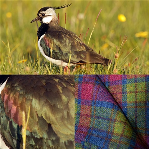 A collage of images. At the top is a Lapwing standing in a field of wildflowers. At the bottom left is a close up of the Lapwing's glossy green wing. At the bottom right is a Harris Tweed pattern of green, red and blue check.