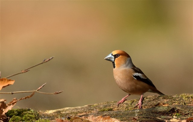 Hawfinch with a powerful beak