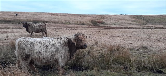 Two muddy highland cows are standing in a field made up of various grasses. There are two more cows on a slope in the background.