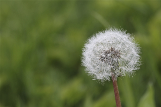 A close-up of a dandelion not yet in flower. Its seed head is visible.