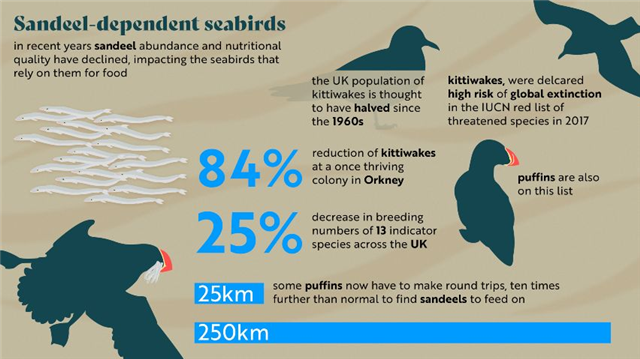 An infographic which shows silhouettes of Kittiwakes and Puffins, alongside an image of sandeels. The following text is written on the image: "Sandeel dependent seabirds - in recent years sandeel abundance and nutritional quality have declined, impacting the seabirds that rely on them for food. The UK population of Kittiwakes is thought to have halved since the 1960s. Kittiwakes were declared high risk of global exctinction in the IUCN red list of threatened species in 2017. 84% reduction of Kittiwakes at a once-thriving colony in Orkney. Puffins are also on this list. 25% decrease in breeding numbers of 13 indicator species across the UK. Some puffins now have to make round trips ten times further than normal to find sandeels to feed on. From 25km to 250km.