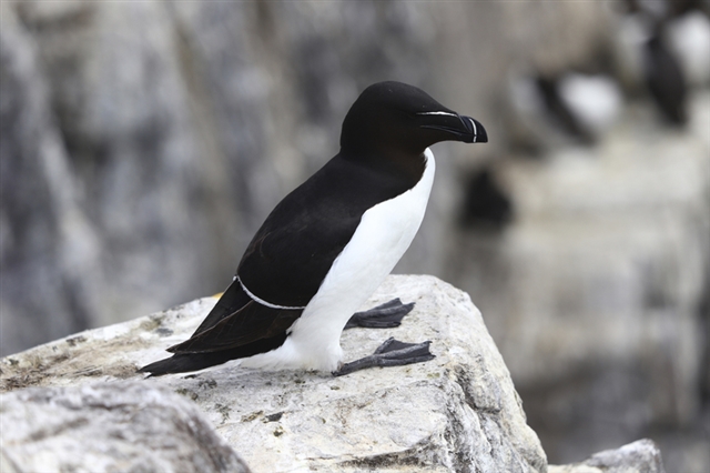 Razorbill standing on a rock showing its striking black and white markings