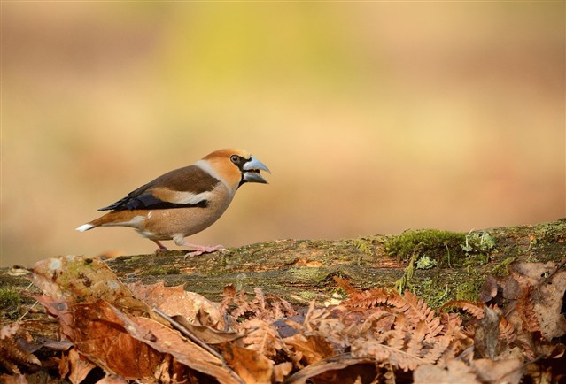Hawfinch eating a seed