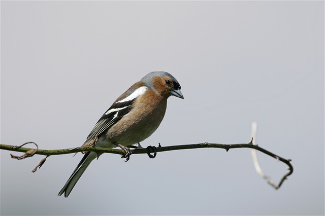 A chaffinch is perched on a thorny branch looking down.