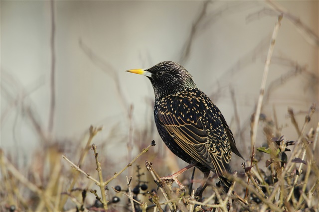 A starling is perched on a bare, brambly bush.