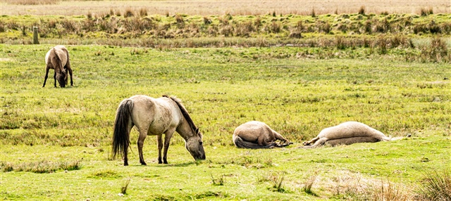  Two Konik ponies are grazing in a field while two more are laying down.
