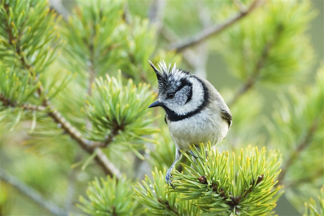 A Crested Tit is perched on a pine branch