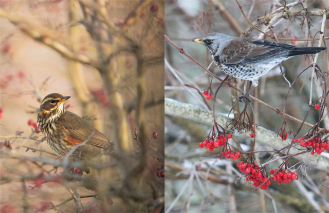 There are two separate images. On the left is a Redwing, with a brown head and back, mottled brown chest and red patches under its wings. On the right is a Fieldfare which has a grey head, yellow beak, brown wings and mottled grey body. Both birds are surrounded by berries in otherwise bare bushes.