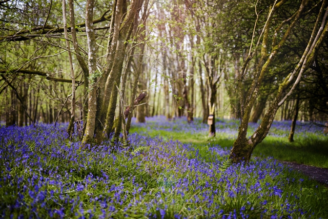 A sea of bluebells in native woodland