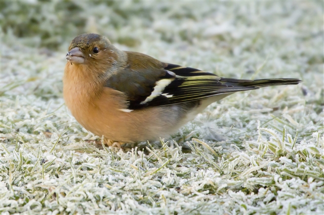 A chaffinch is standing on frosty grass.