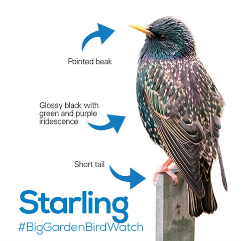 Starling ID
