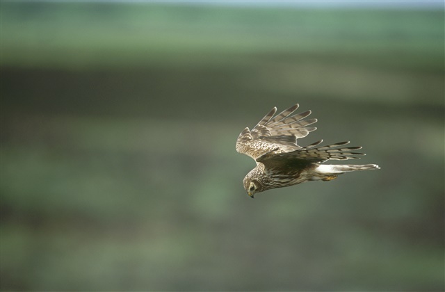 A female hen harrier is gliding over a moor.