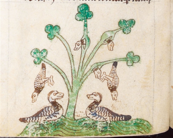 A medieval manuscript which shows a drawing of barnacle geese growing from a tree.