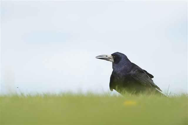 A rook is standing in a grassy field.