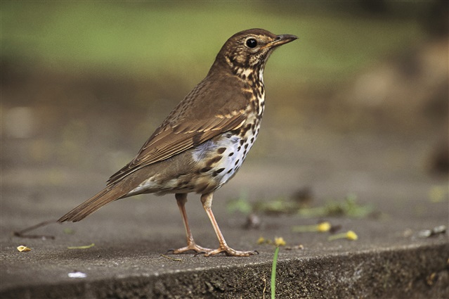 A song thrush is standing on a paved slab.