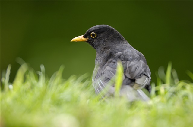 A male blackbird stands on the grass looking off to the its left.