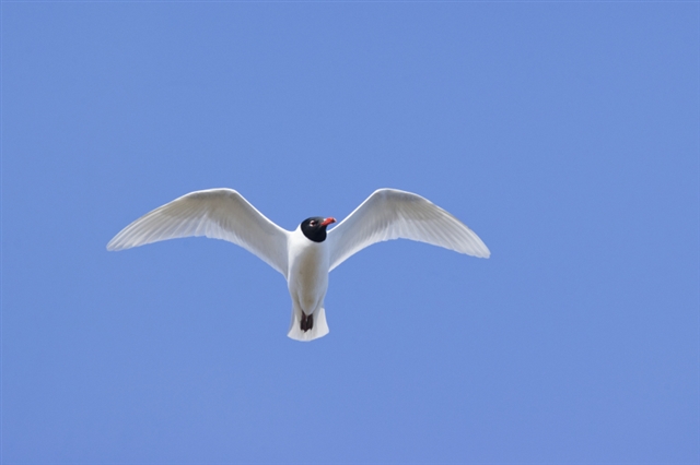 A Mediterranean gull is in flight, shown from beneath with its wings spread.