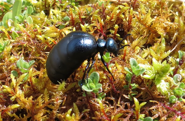 A short-necked oil beetle is crawling over sphagnum moss.