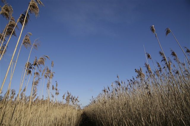 A large reedbed stretches into the distance against a bright, blue sky.