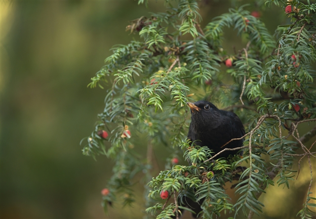 A male Blackbird is sitting amongst the branches and berries of a yew tree.