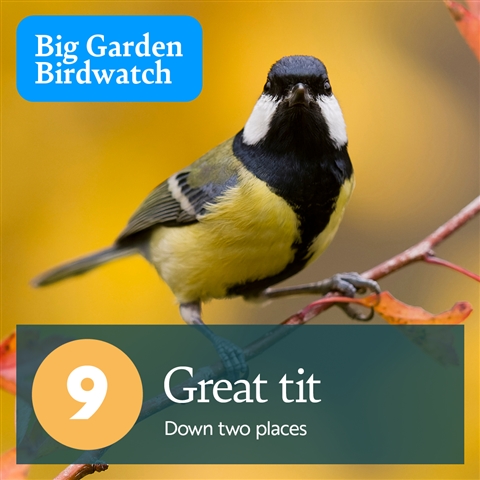 A Great Tit is perched on a branch looking at the camera. There is text which reads, "9, Great Tit - Down two places".