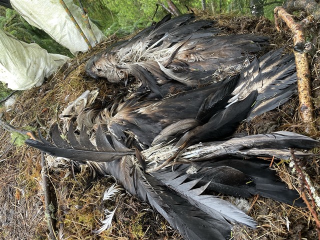 A dead white-tailed eagle chick in the nest. The legs of a man testing it for Avian Influenza can be seen behind.