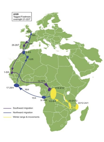 Map showing the migration route of swifts