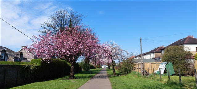 Cherry Blossom trees next to a suburban path in Dumbarton.