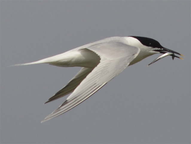 A Sandwich Tern is in flight, holding a fish in its mouth