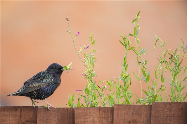 A starling is perched on a garden fence by a flowering plant.