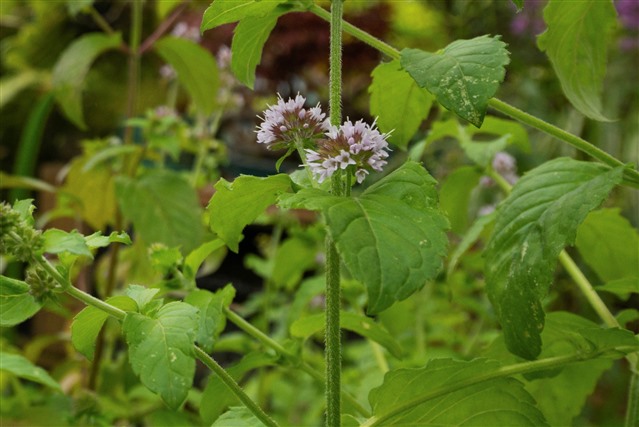 A close up of a Water Mint flower. The flower is spiked and purple, while the leaves and stem are a deep green.