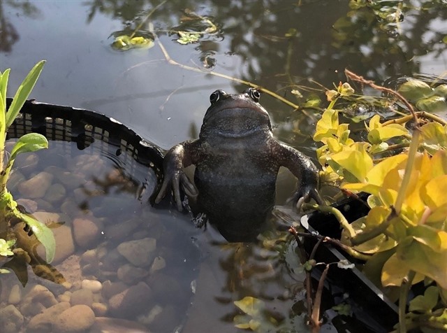 A close up image of a frog coming out of a pond