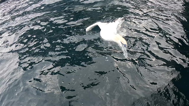 A dead gannet floats in the sea.