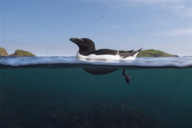 A razorbill floats on the water's surface, the camera showing both above and below.