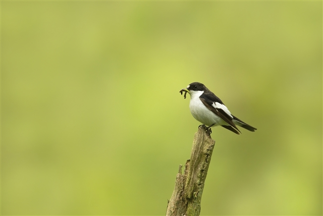 A Pied Flycatcher is perched on the end of a broken tree branch, holding an insect in its beak. It has a black head and back and a white rump.