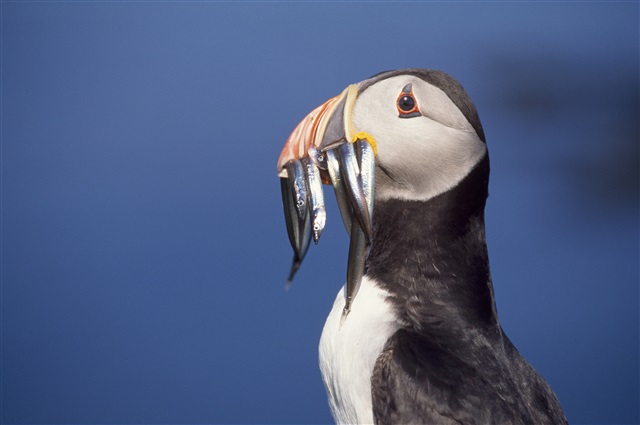 Puffin with a beak full of sandeels