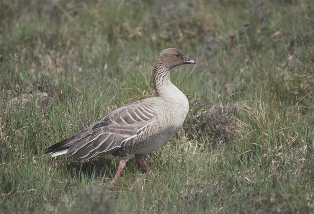 A pink-footed goose walks through tussocky grass.
