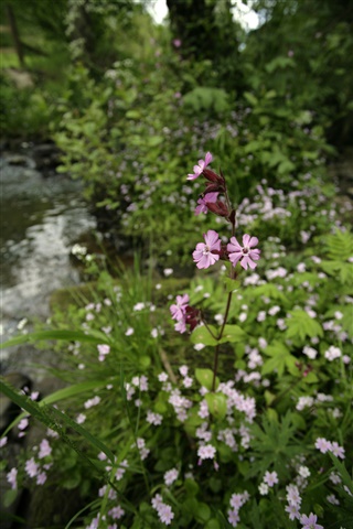 A red campion flower is surrounded by pink purslane.