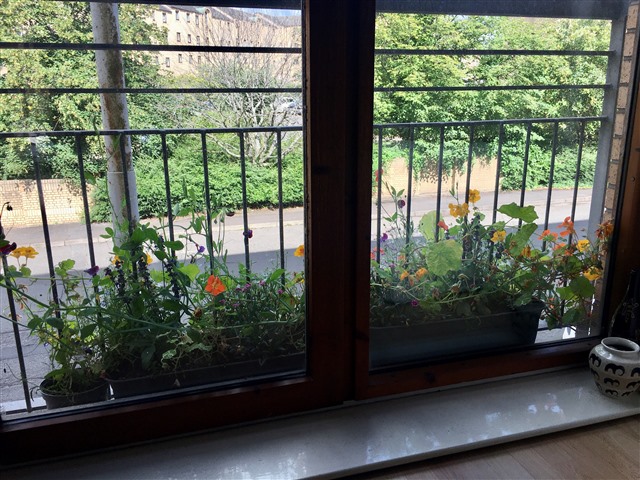 View of window boxes filled with various wild flowers from inside a first floor flat in Glasgow.