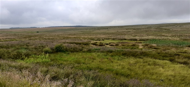 A shot of RSPB Scotland's Airds Moss nature reserve, showing various types of rank vegetation.