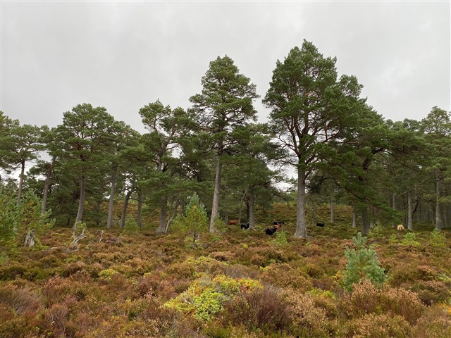 A view of the forest with cattle grazing.