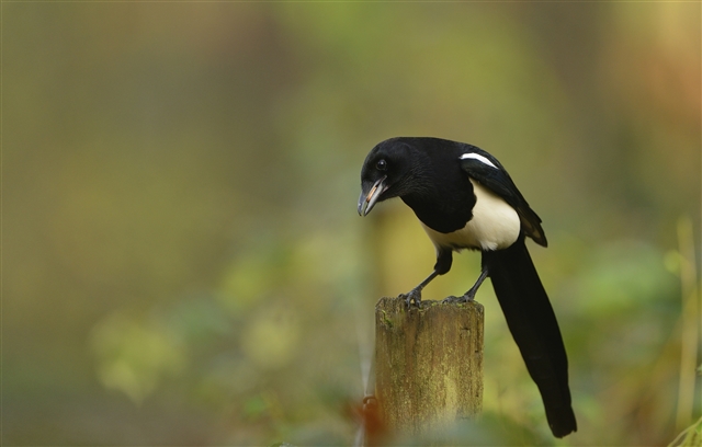 A magpie stands on a fence post while feeding on a nut. 