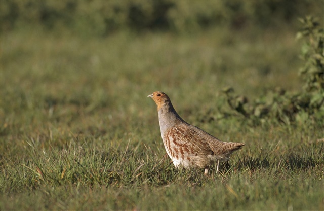 A lone grey partridge is on a patch of grass.