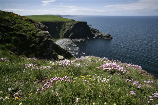 Sea cliffs and meadows at RSPB Scotland's Troup Head nature reserve, with sea thrift in the foreground.