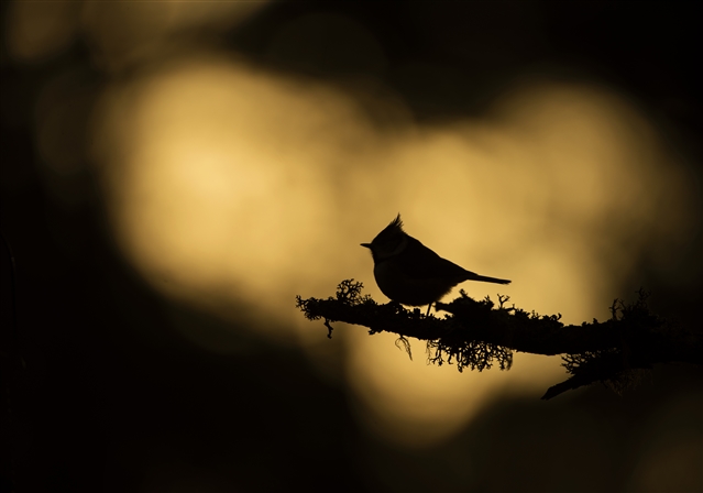The silhouette of a crested tit perched on a branch at sunset.