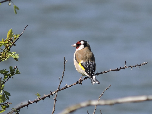 A goldfinch is sitting on a thorny branch looking off to the left.