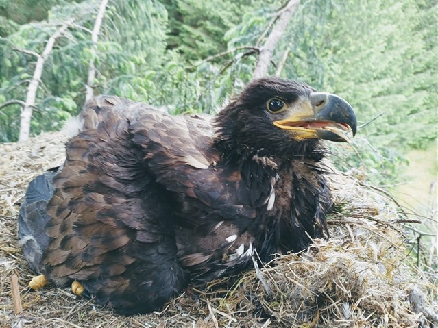 A close up of a white-tailed eagle chick on the nest. It's large beak is partially open. 