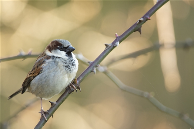 A male House Sparrow is perched on a thorny branch. It is a small bird with brown, black, white and grey feathers.